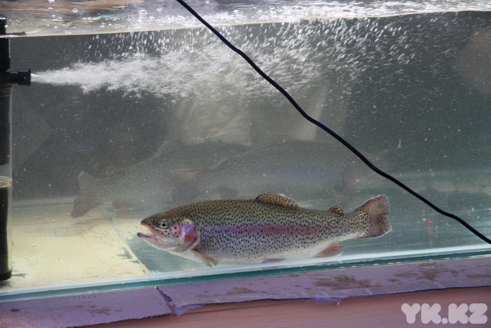 Эх, хвост, чешуя (+фото)